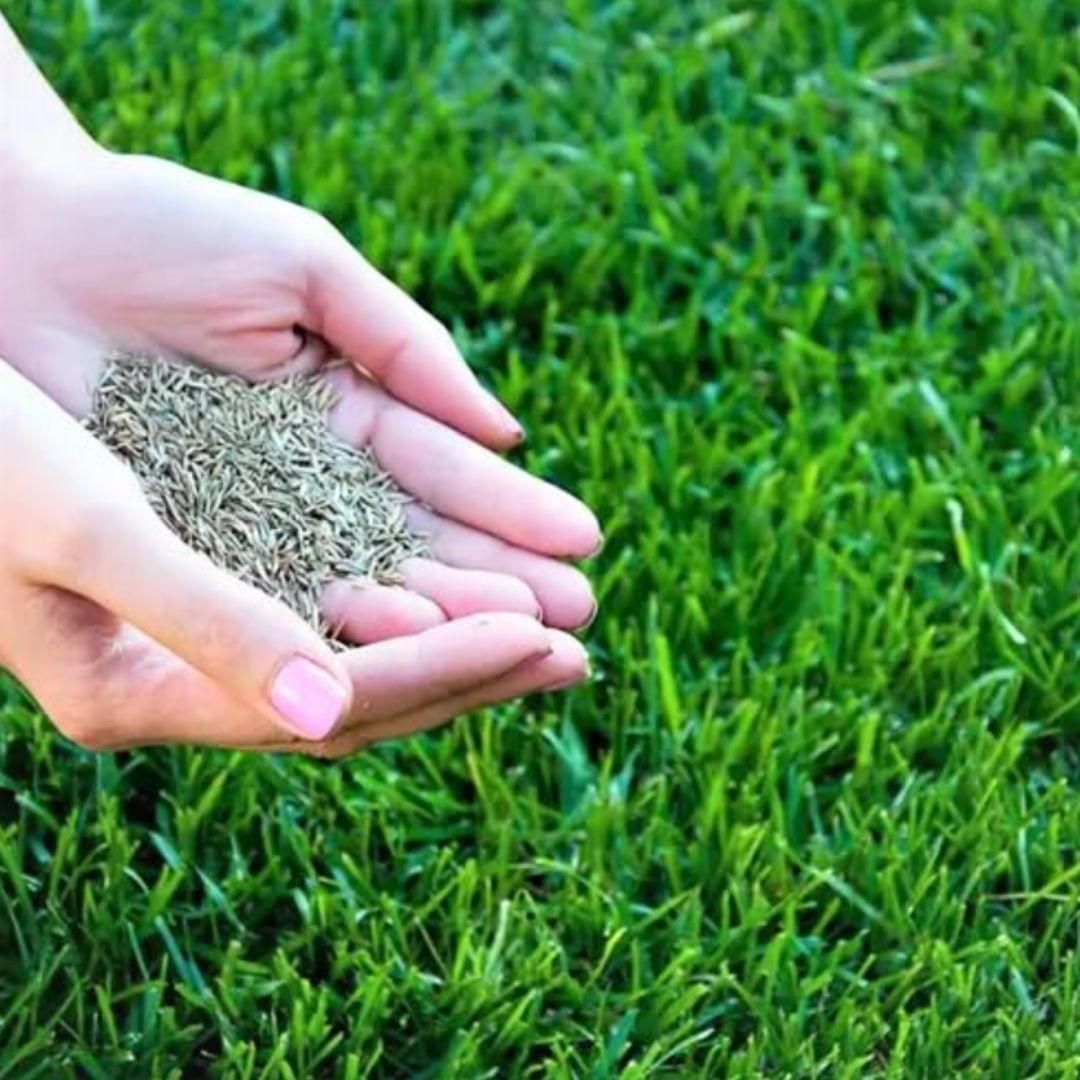 Grass Seeds Hybrid-Best For Your Beautiful Home Gardening (Pack of 1)