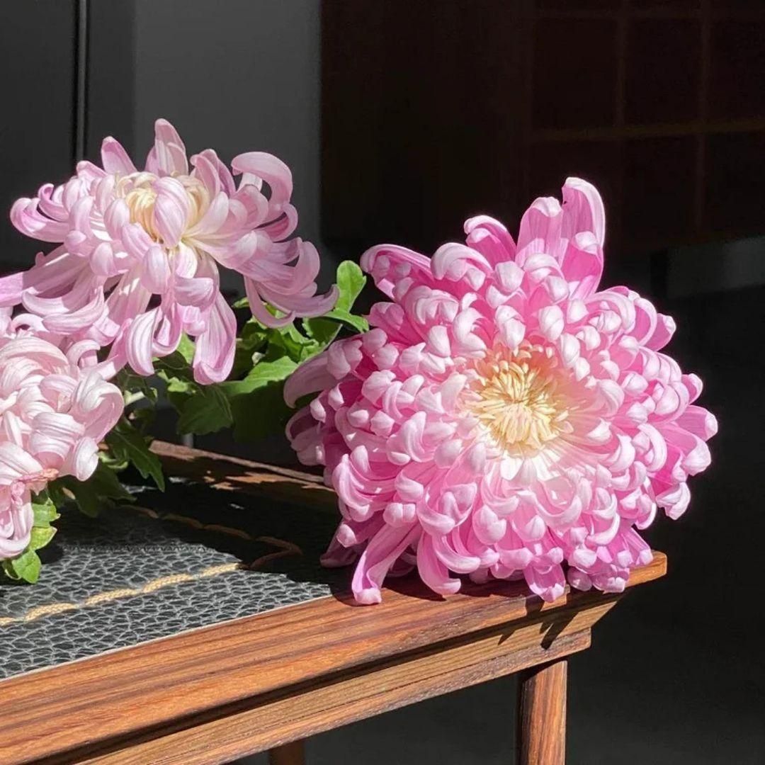 Giant Flower Chrysanthemum Seeds