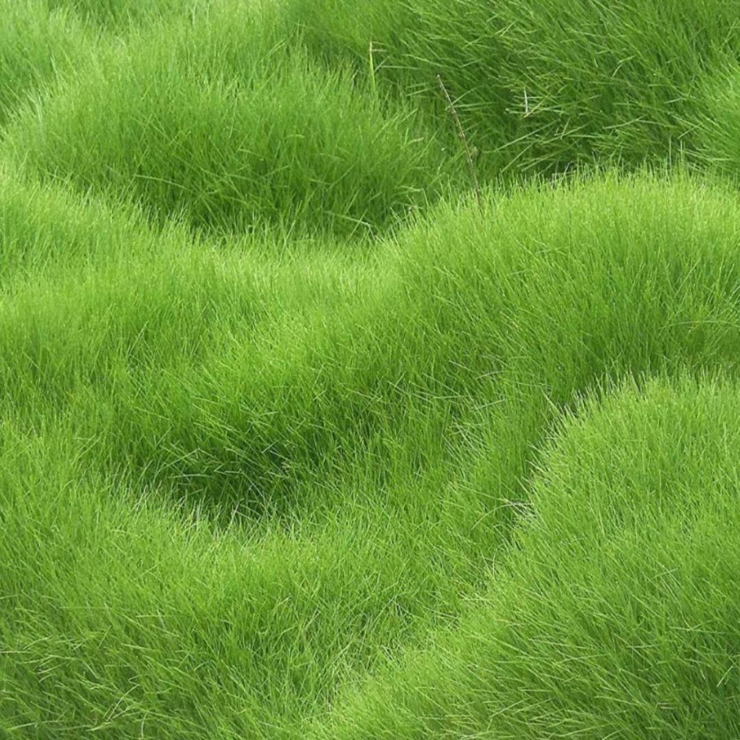 Grass Seeds Hybrid-Best For Your Beautiful Home Gardening (Pack of 1)