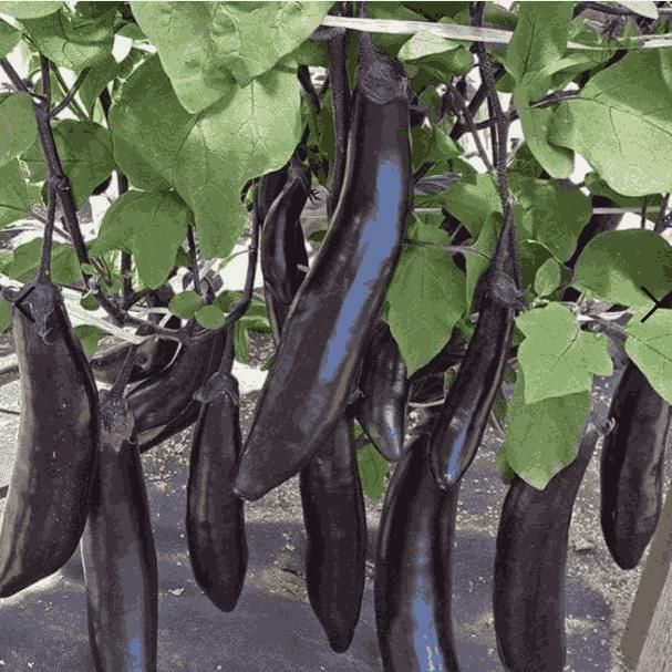 Giant Eggplant / Brinjal Seeds