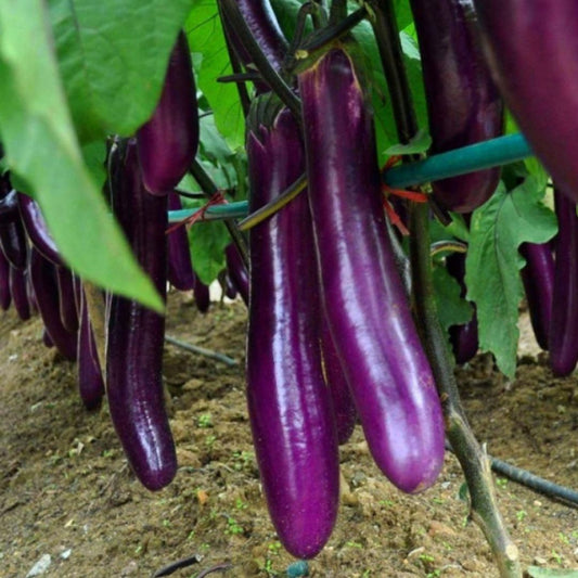 Giant Eggplant / Brinjal Seeds