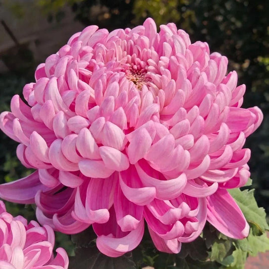 Giant Flower Chrysanthemum Seeds