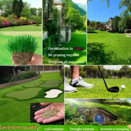 Grass Seeds Hybrid-Best For Your Beautiful Home Gardening (Pack of 1)
